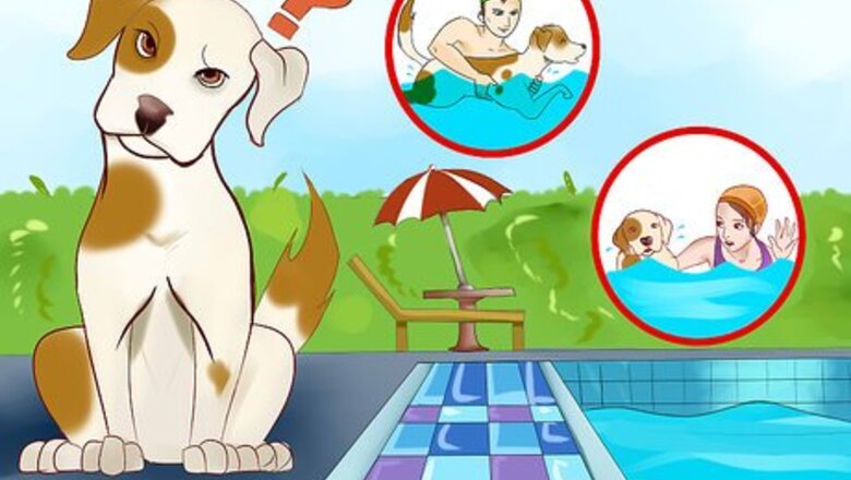 How to Protect Your Dog Around Backyard Pools