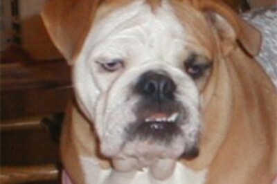 Puppy gnaws off baby's toes