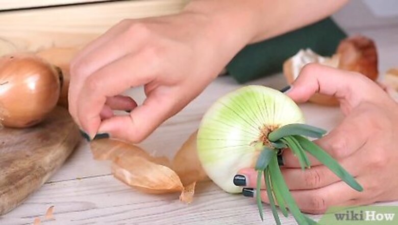 How to Plant Sprouted Onions