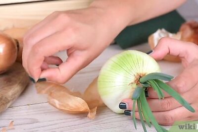 How to Plant Sprouted Onions