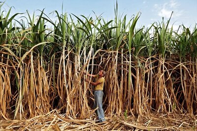 Centre Estimates Sugarcane Farmers' Arrears to be Around Rs 13,000 Crore