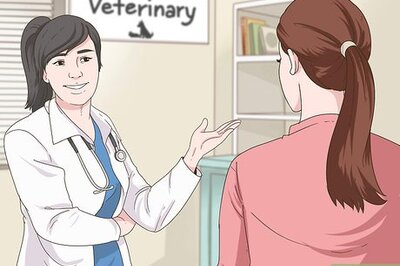 How to Manage Obesity in Senior Dogs