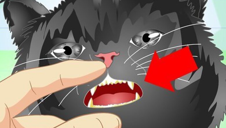 How to Get Rid of Bad Cat Breath