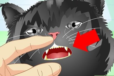 How to Get Rid of Bad Cat Breath