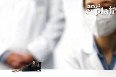 Scientists Develop Mice With Two Fathers: Potential for Same-sex Couples to Have Kids? Explained