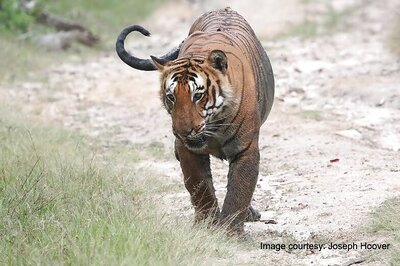 Tiger 'Jai' Named After Big B's Character in Sholay Went Missing in M'rashtra