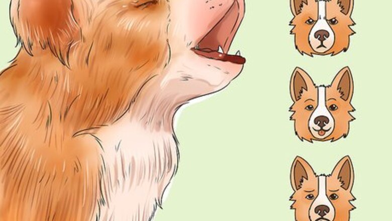 How to Decode Your Dog's Barks