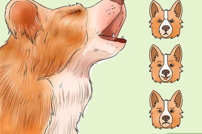 How to Decode Your Dog's Barks
