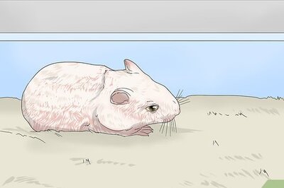 How to Deal With Your Hamster Dying