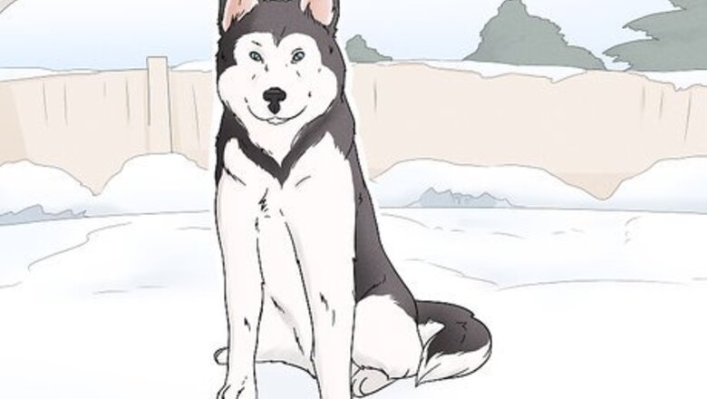 How to Identify an Alaskan Malamute