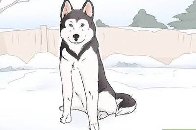 How to Identify an Alaskan Malamute