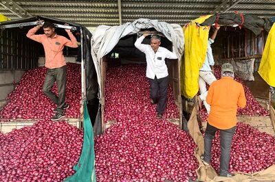 Nafed Begins Onion Procurement from 3 Mandis in Gujarat from Today