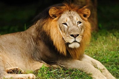 Committee Set Up to Relocate Gir Lions in 6 Months Has Met Only 6 Times in 5 Years: RTI