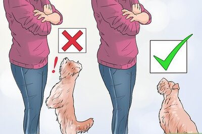 How to Deal with Your Annoying Dog
