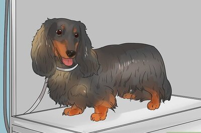 How to Groom a Longhair Dachshund