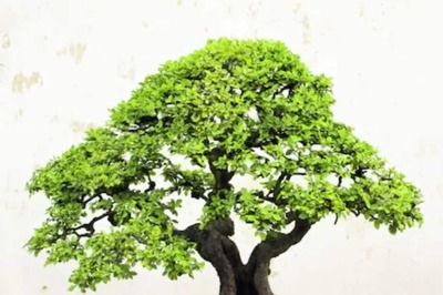 Vastu Tips: 5 Plants That Bring Negative Energy To Your House