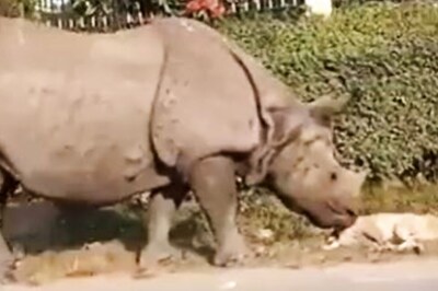 WATCH: Gentle Rhino Wakes up Sleeping Dog in Video Shared by IFS Officer