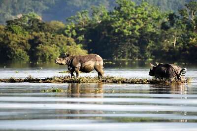 Skeletal Remains of Missing Rhino Found, Assam Forest Officials under Lens for Filing Wrong Report
