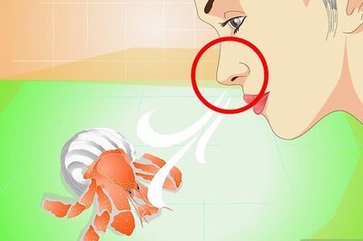 How to Know when Your Hermit Crab Is Dead