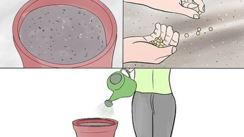 How to Grow Brandywine Tomatoes