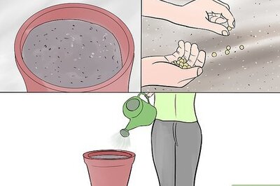 How to Grow Brandywine Tomatoes