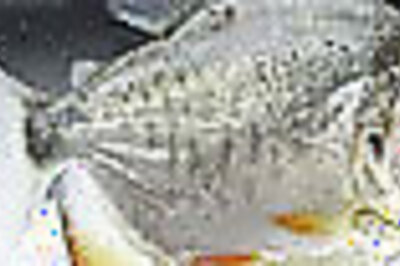 Meet the goldfish that bends it like Beckham!