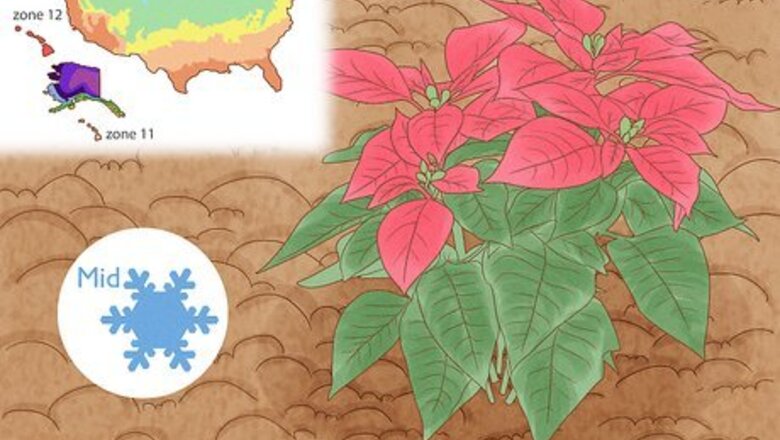How to Grow Poinsettia