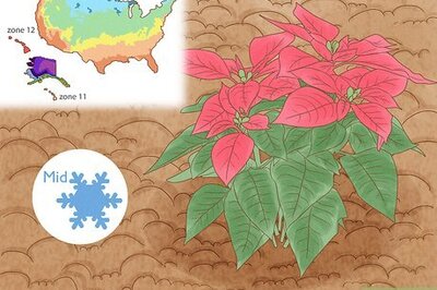 How to Grow Poinsettia