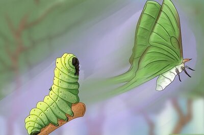 Spiritual Symbolism of the Luna Moth: Plus, What to Do If You See One