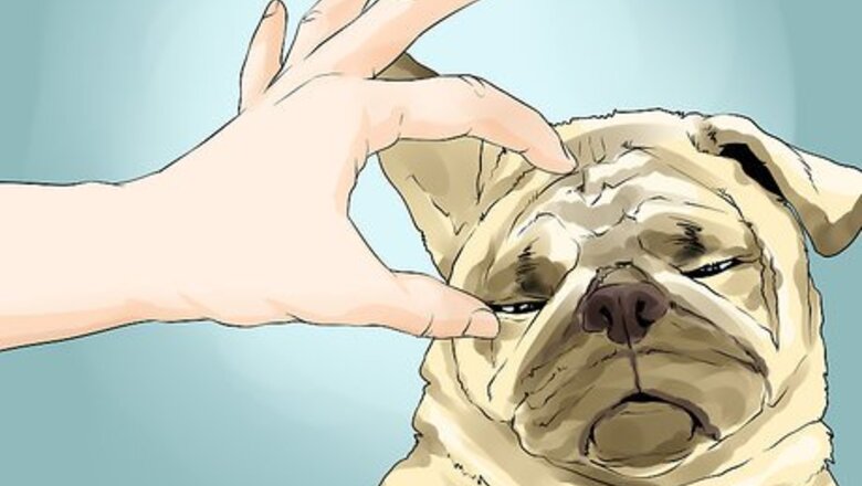 How to Groom Pugs