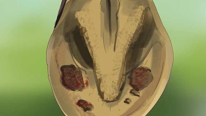 How to Know if Your Horse Needs Shoes