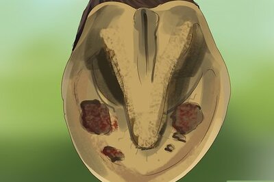 How to Know if Your Horse Needs Shoes