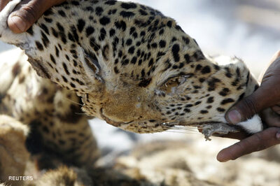 SC dismisses poacher Sansar Chand's appeal