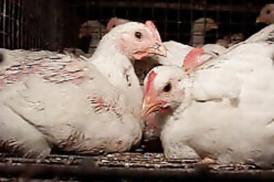 Bird flu: Govt is not panicking