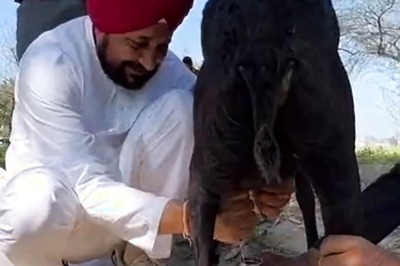 Ahead of Poll Results, Punjab CM Channi Milks Goat, Video has Internet in Splits