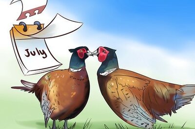 How to Breed and Incubate Pheasants