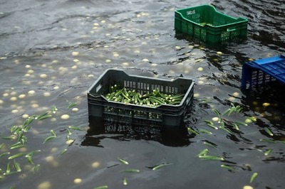More Than 100 mm Rain in Suburban Mumbai, Thane; More Showers Expected in Konkan Areas