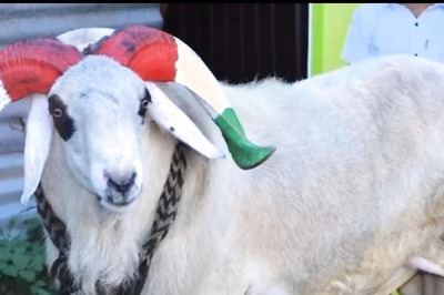 Victory for Fans: Famed Ram '7 Star Sultan' Spared from Bakrid Slaughter Following Online Campaign