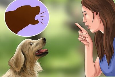 How to Keep Your Dog Under Control Outside