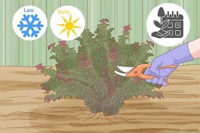 How to Prune Ninebark