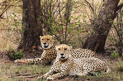 At Last, African Cheetahs To Be Released Into The Wild In Kuno This October-End
