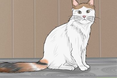 How to Identify a Turkish Van