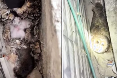 Man Feeds Mother Owl And Owlets. Watch Them Grow Here