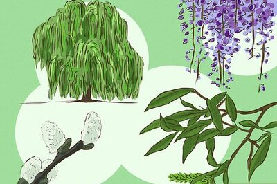 How to Make Aspirin if You're Lost in the Woods