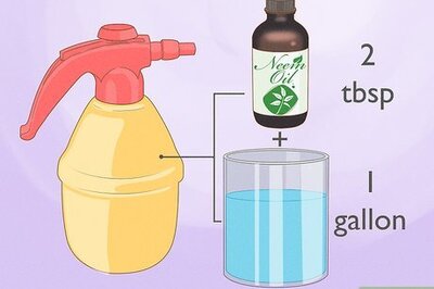 The Best Ways to Get Rid of Mealybugs on Your Plants