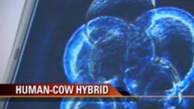 Human-cow hybrid embryo stirs debate in UK Parliament
