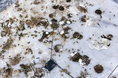 Tips and Tricks to Clean Pigeon Poop on Your Balcony or Terrace