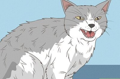 How to Treat Hyperthyroid Disease in Cats