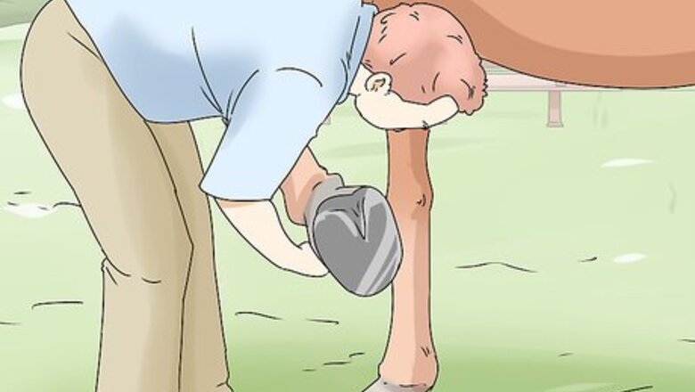 How to Help a Horse with a Thrown Shoe