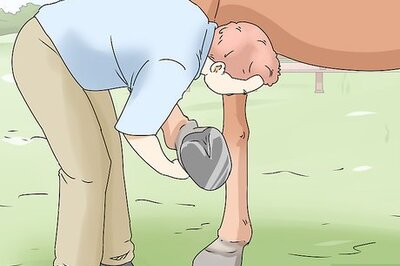 How to Help a Horse with a Thrown Shoe